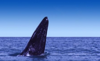 Ballena saliendo del agua